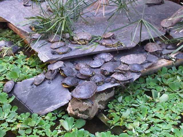 Img00068-20090618-1807