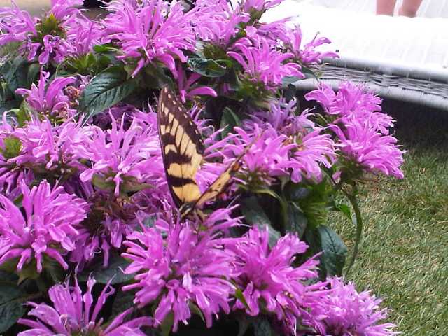 Img00465-20100627-1357