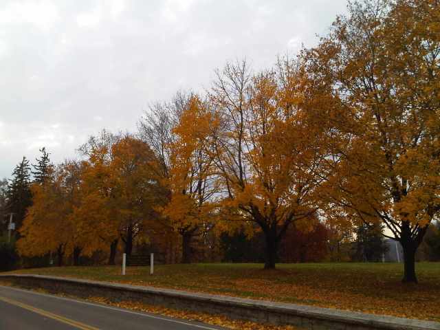 Img00249-20111113-1419